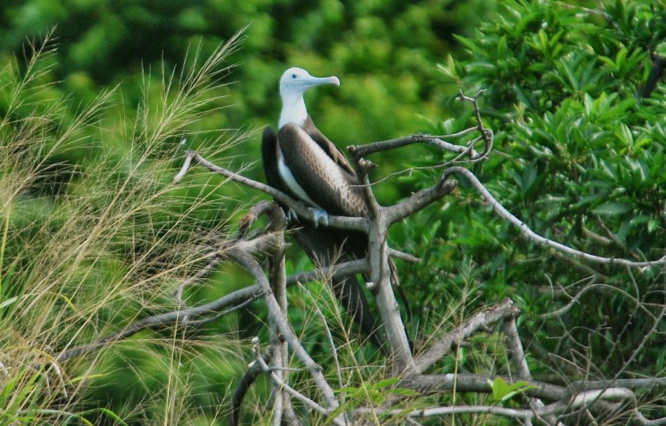 Birds at Sea Pearl